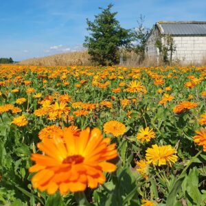 Goudsbloem uit Diepenbeek: van oogst tot zachte huidverzorging